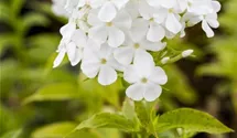 Hoher Staudenphlox