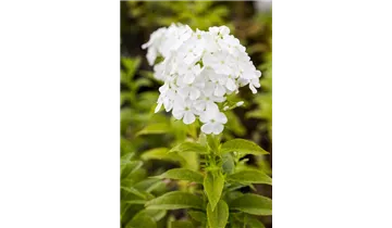 Hoher Staudenphlox