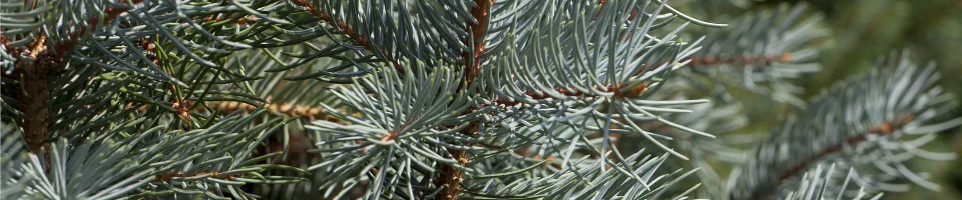 Picea pungens 'Edith'