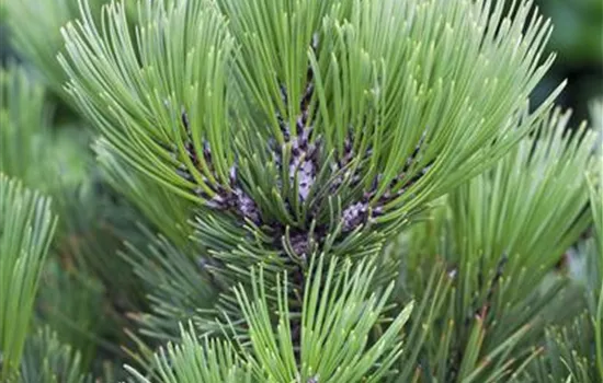 Pinus leucodermis 'Maliniki'