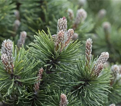 Pinus mugo 'March' Bonsai