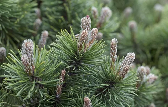 Pinus mugo 'March' Bonsai