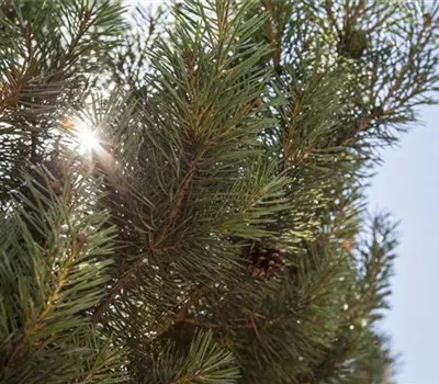 Pinus sylvestris 'Norska' Bonsai