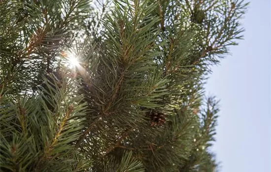 Pinus sylvestris 'Norska' Bonsai