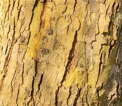 Platanus hispanica (x) 'Alphen's Globe'