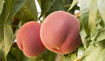 Prunus (Pfirsich) 'Red Haven'