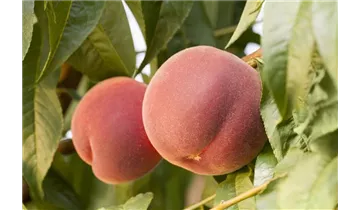 Prunus (Pfirsich) 'Red Haven'