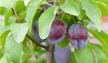 Zwetsche