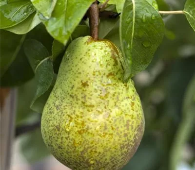 Pyrus (Birne) 'Williams' Pyrus (Birne) 'Williams'