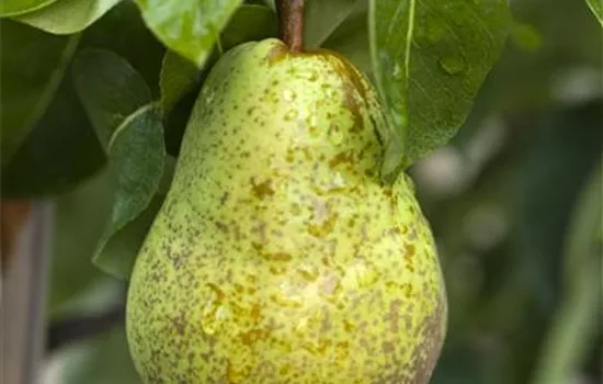 Pyrus (Birne) 'Williams'