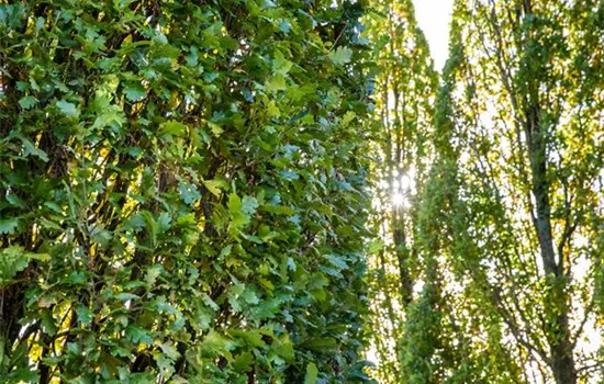 Quercus robur 'Fastigiata'