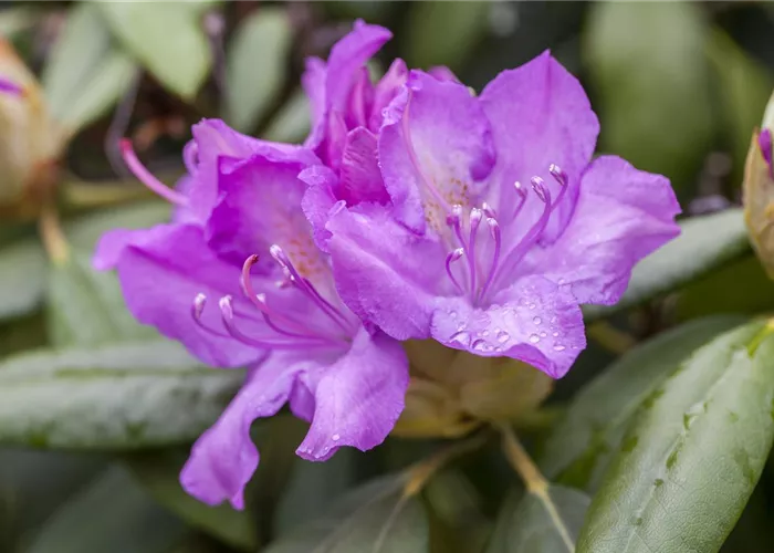 Rhododendren und Azaleen
