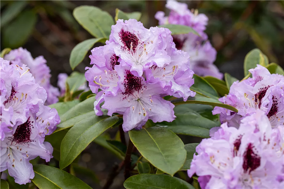 Rhododendron (Ponticum) 'Blue Peter'