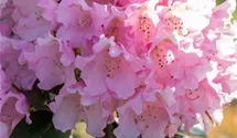 Rhododendron