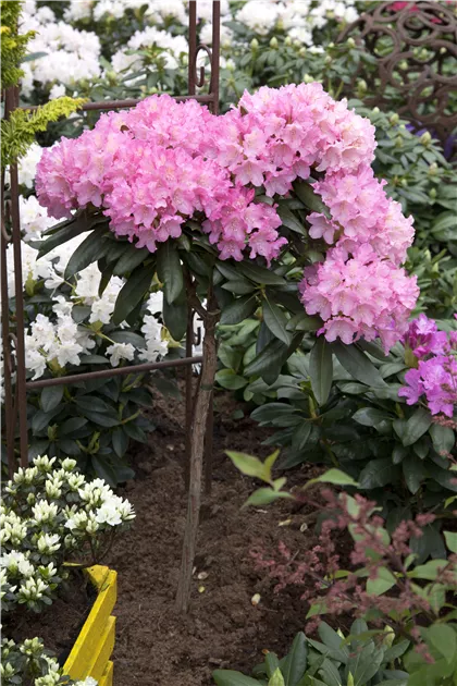 Rhododendron (Yakushim.) 'Kalinka'