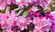 Rhododendron