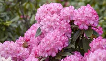 Rhododendron