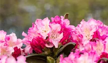 Rhododendron