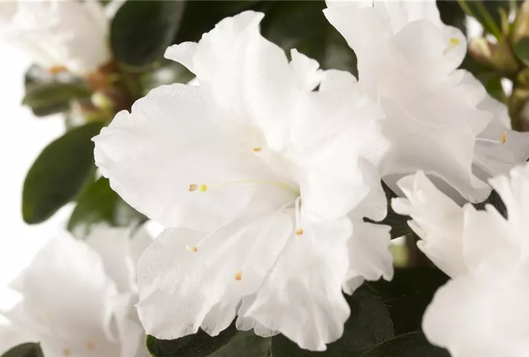 Rhododendron simsii, weiss