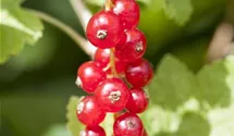 Rote Johannisbeere