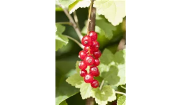 Rote Johannisbeere