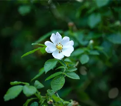 Rosa (Wildrose) 'Agrestis'
