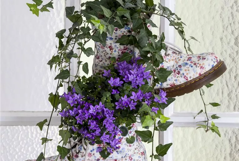 Hedera helix Hedera helix