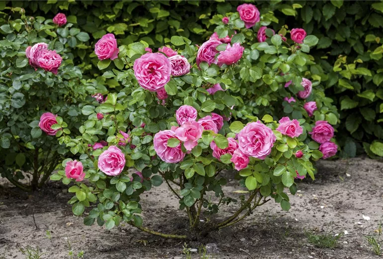 Strauchrose