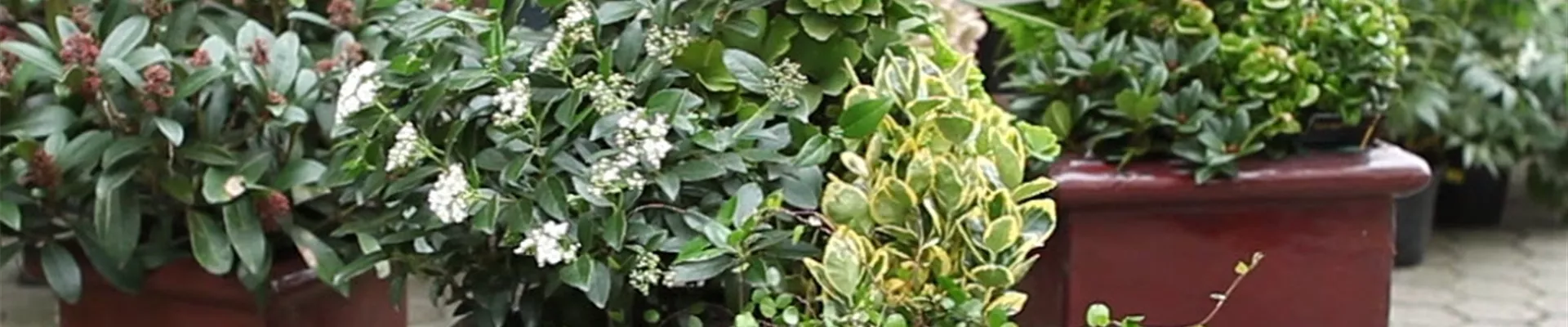 Blumenkübel - Dauerhafte Bepflanzung (Anleitung - 8) Blumenkübel - Dauerhafte Bepflanzung (Anleitung - 8)