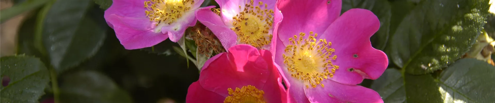 Rosa pendulina