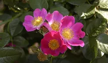 Syn. 'Rosa alpina', Alpen-Hagrose, Alpenheckenrose