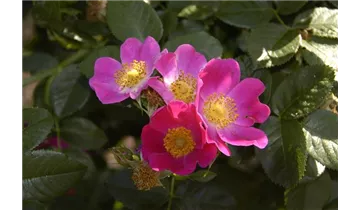 Syn. 'Rosa alpina', Alpen-Hagrose, Alpenheckenrose