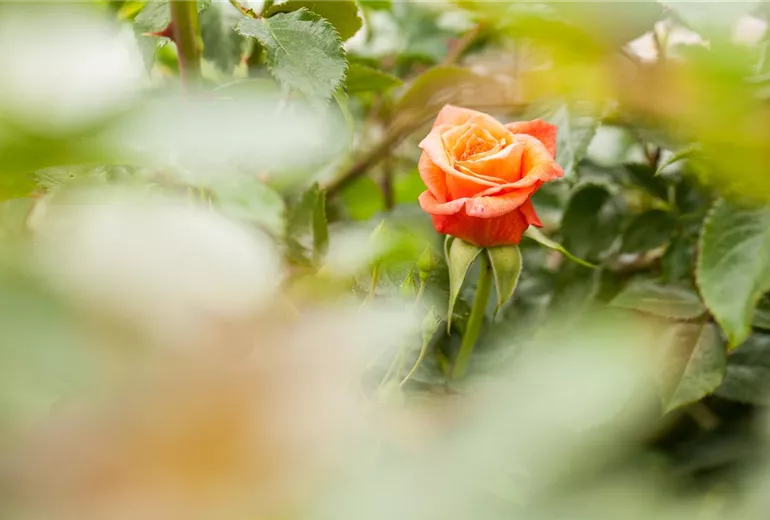 Edelrose