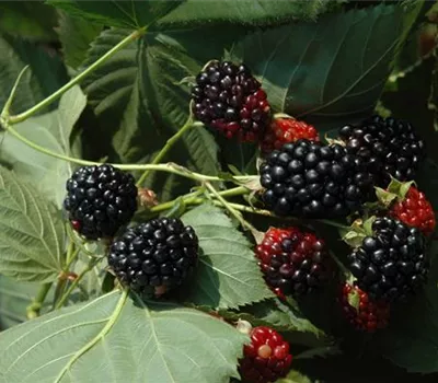 Rubus (Himbeere) 'Black Jewel'