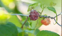 Himbeere