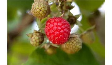Himbeere