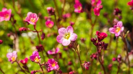 Saxifraga x arendsii 'Blütenteppich'