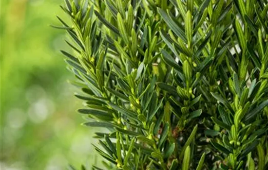 Taxus media (x) 'Groenland' Multikugel