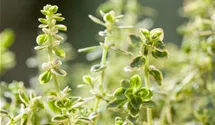 Thymus vulgaris 'Variegatus'