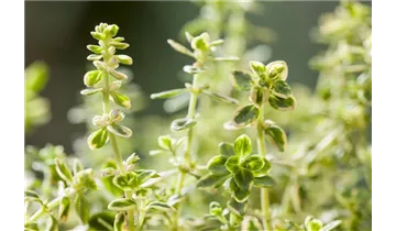 Thymus vulgaris 'Variegatus'