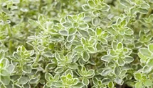 Thymus vulgaris 'Variegatus'