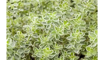 Thymus vulgaris 'Variegatus'