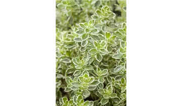 Thymus vulgaris 'Variegatus'