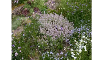Thymus vulgaris 'Variegatus'