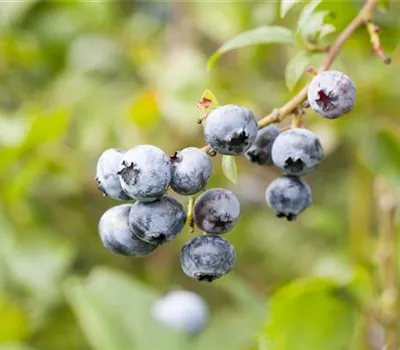 Vaccinium (Kulturheidelbeere) 'Elizabeth'