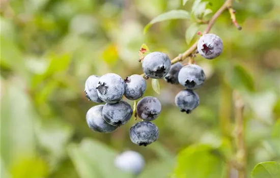 Vaccinium (Kulturheidelbeere) 'Elizabeth'