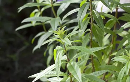 Aloysia citrodora