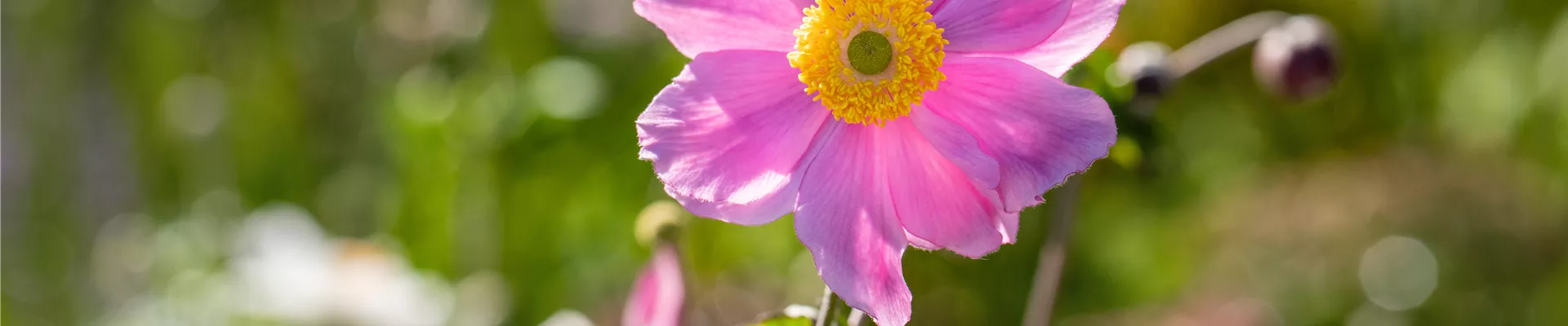 Anemone tomentosa 'Serenade'