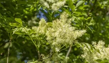 Kugelblumenesche