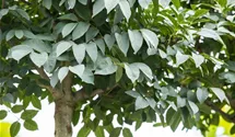 Kugelblumenesche